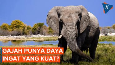 Punya Ingatan yang  Kuat, Ini Fakta menarik tentang Gajah!
