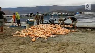 Ribuan Ekor Ikan Mati di Kerambah Danau Toba