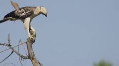 Crested Hawk Eagle 