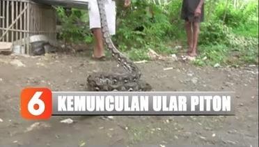 Warga Yogyakarta Geger Penemuan Ular Piton - Liputan 6 Terkini