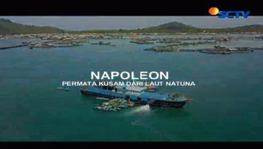Potret : Napoleon Permata dari Laut Natuna 