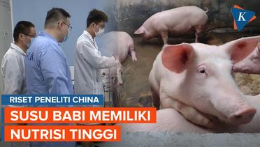 China Meneliti Susu Babi Dapat diKonsumsi Sehari-hari