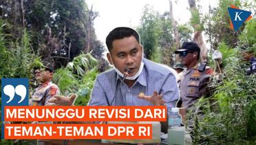 Legalisasi Ganja di Aceh Tunggu Presiden dan DPR