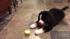 Lucu , Anjing coba makan Lemon