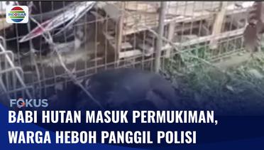 Geger! Warga Syok Ada Babi Hutan Masuk Permukiman Warga di Bogor | Fokus