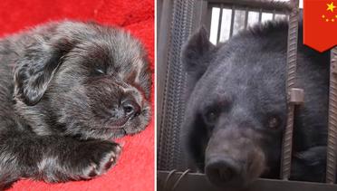 Anak anjing Tibetan Mastiff tumbuh menjadi beruang hitam - TomoNews