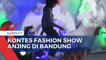Komunitas Pencinta Anjing Gelar Kontes Fashion Show Khusus Anjing di Bandung