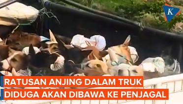 Kronologi Pengejaran Truk Berisi Ratusan Anjing, Diduga Akan Dikirim ke Penjagal di Semarang