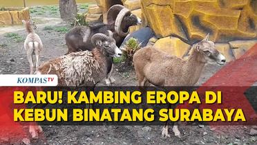 Begini Rupa Kambing Eropa, Satwa Baru Kebun Binatang Surabaya di Momen Libur Paskah