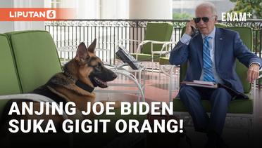 Suka Gigit Orang, Anjing Joe Biden Disingkirkan